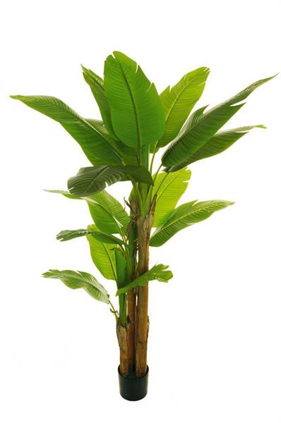 BANANA PLANT W/20 LVS
