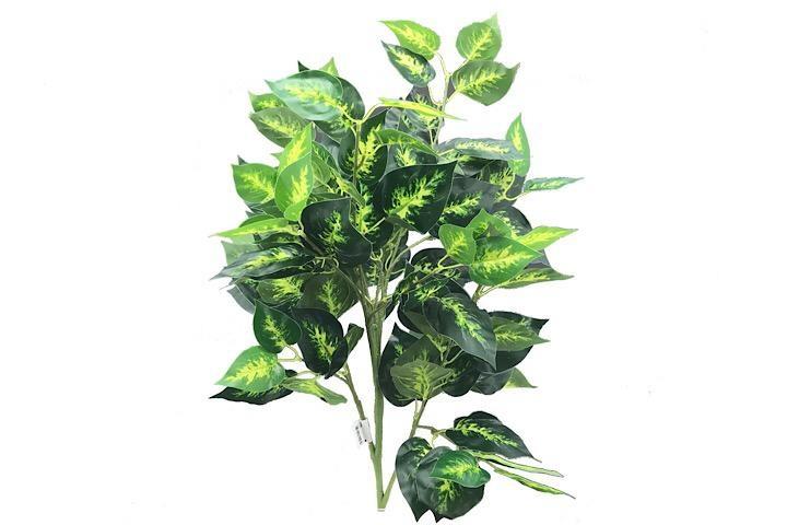 DIEFFENBACHIA PLANT X 5 110LVS CM.78 GREEN